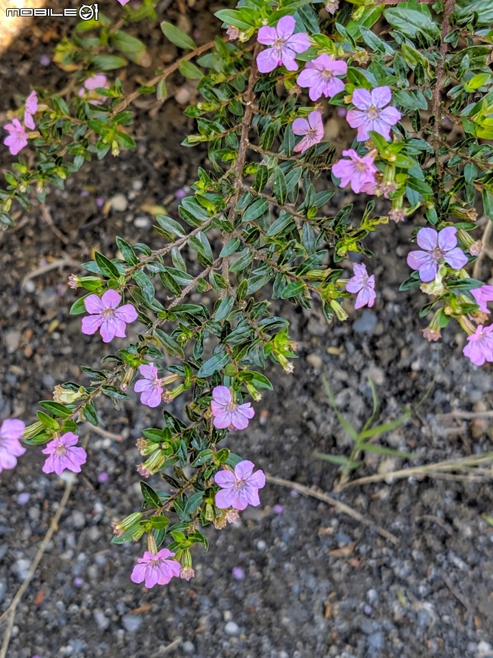 白雪木+薄荷 台南市東區後甲公園 12/08