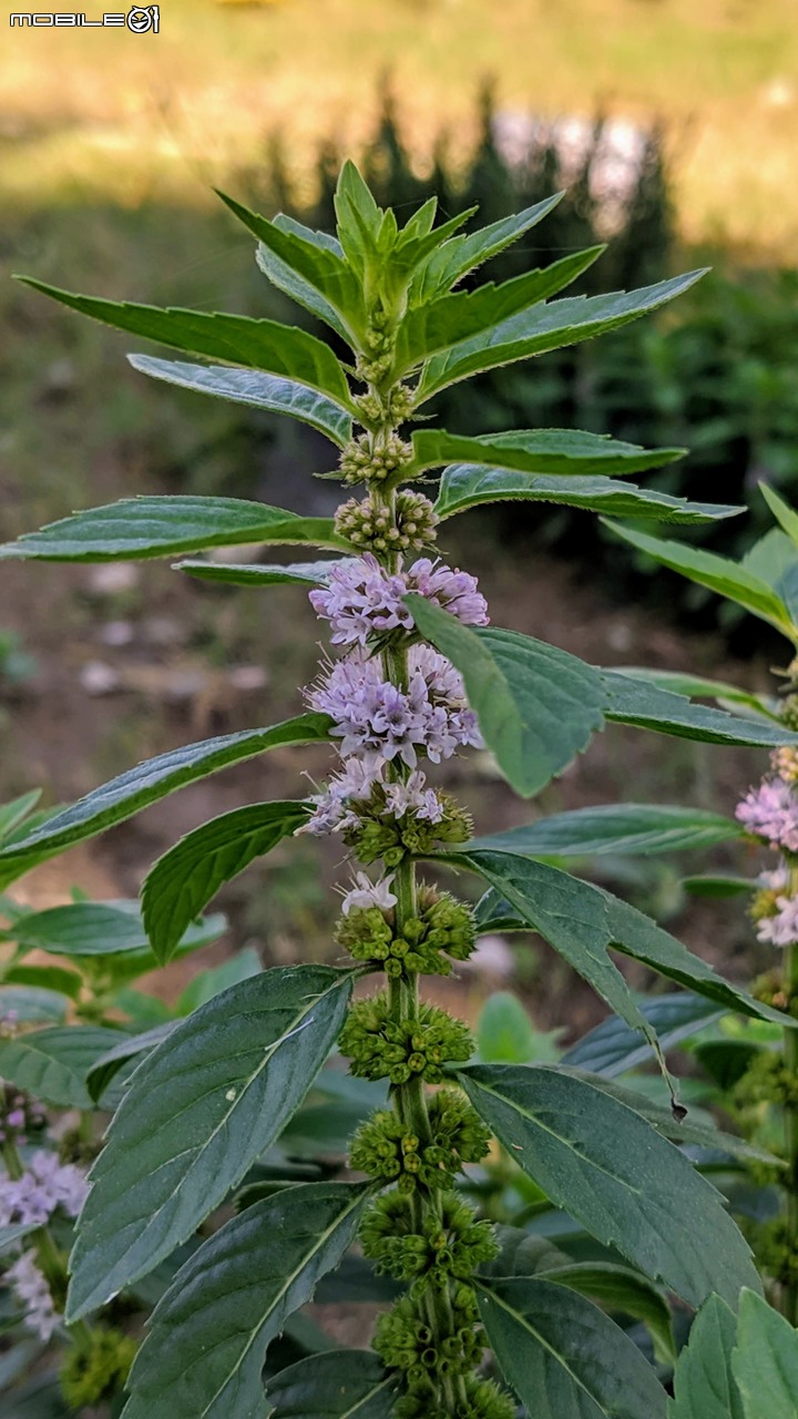 白雪木+薄荷 台南市東區後甲公園 12/08