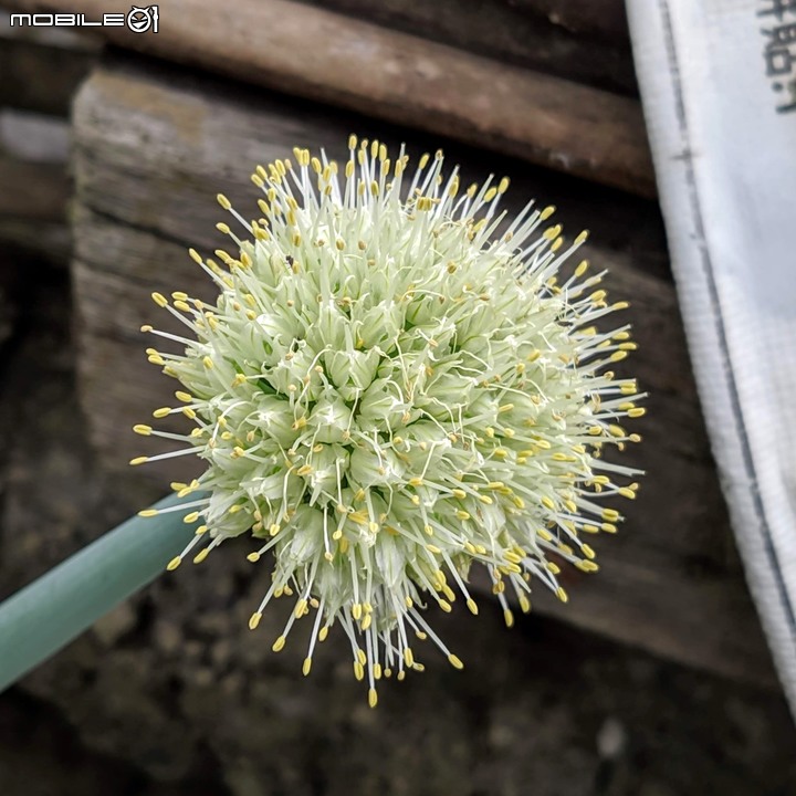 向日葵 嘉義市西區玉山路 12/07