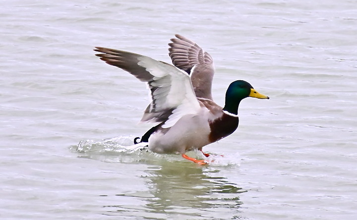 點我看大圖 Z50+200-500mm恆春鳥族8號太空站拍鳥趣