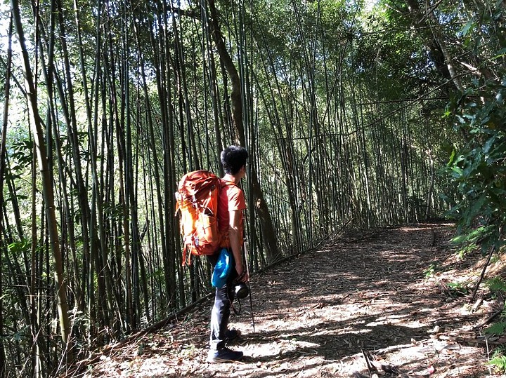【樟之細路】(左線)出雲古道-十分崠茶亭,原始森林、山嵐美景相伴 (上)