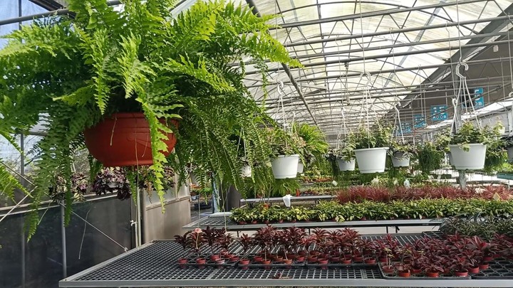 「花市/花海」埔茂花市不只是後花園，更是園藝初心者天堂！