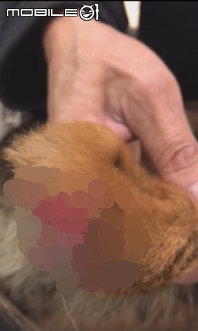 去年底救援一隻沒有前腳及後腳的狗狗-西西,現在快樂生活著