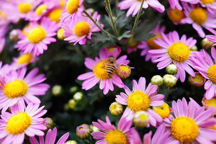Tamron 24mm F/2.8 Di III OSD M1:2(Model F051)評測報告|廣角微距 輕巧便攜!