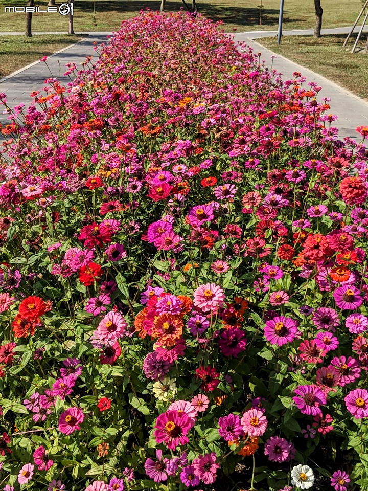 百日菊+落羽松 台南市仁德區奇美博物館 12/01