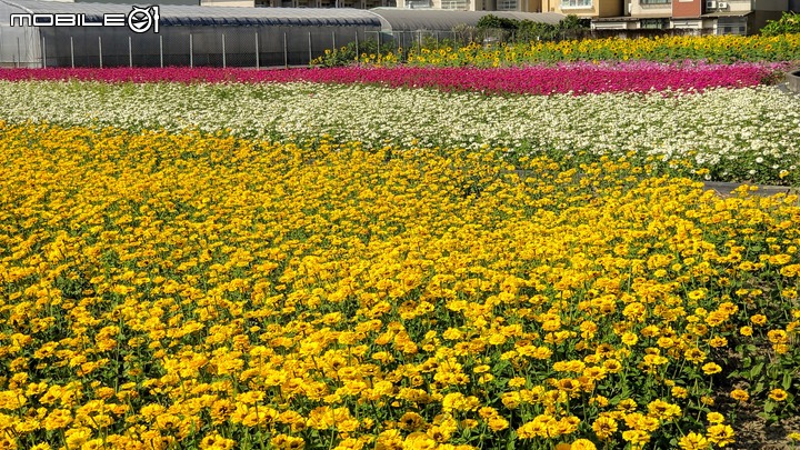 雞冠花田 嘉義市西區頭港里玉山路 11/30