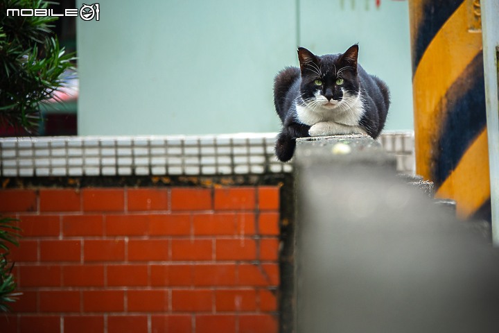 野生動物在我家 ∣ SONY RX 10 IV 體驗分享