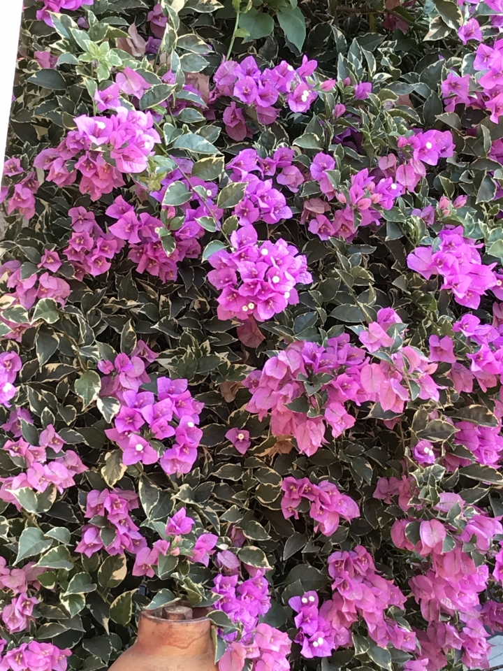 請問這是什麼植物