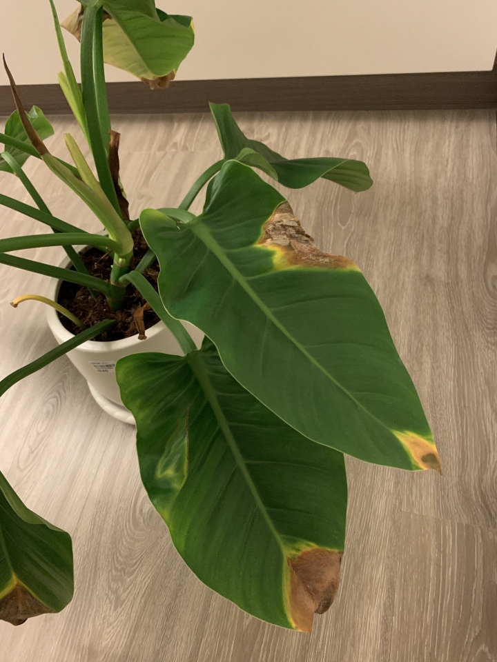 綠帝王葉子枯黃