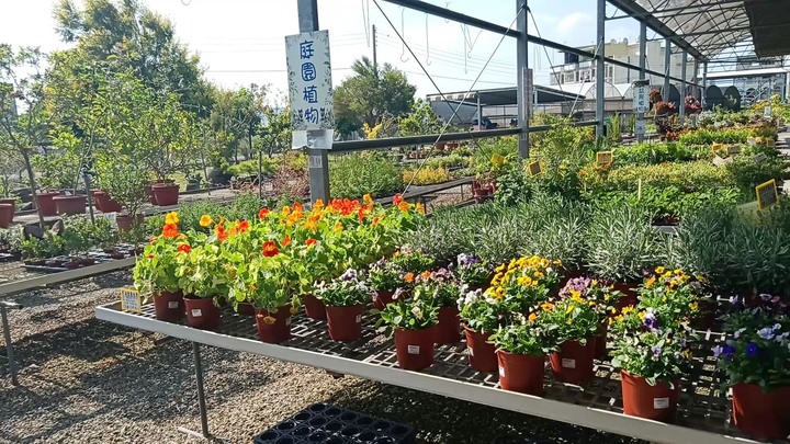 「花市/花海」埔茂花市不只是後花園，更是園藝初心者天堂！