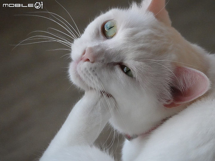 點我看大圖 十項全能-《SonyRX10M4野生動物攝影大賽》試用感想