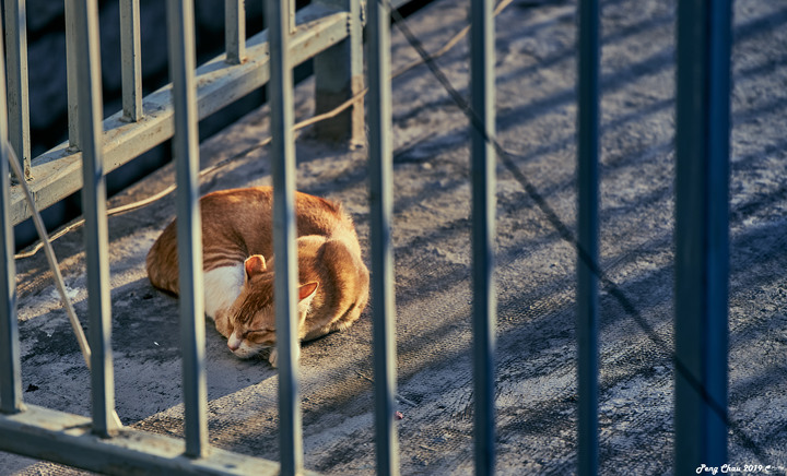 Canon RF 70-200mm f/2.8L IS USM 貓貓編