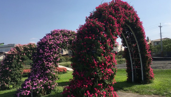 「花市/花海」第一次去中社觀光花市~
