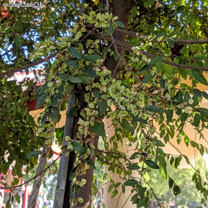 螃蟹蘭+榔榆 台南市佳里區佳福寺 12/14