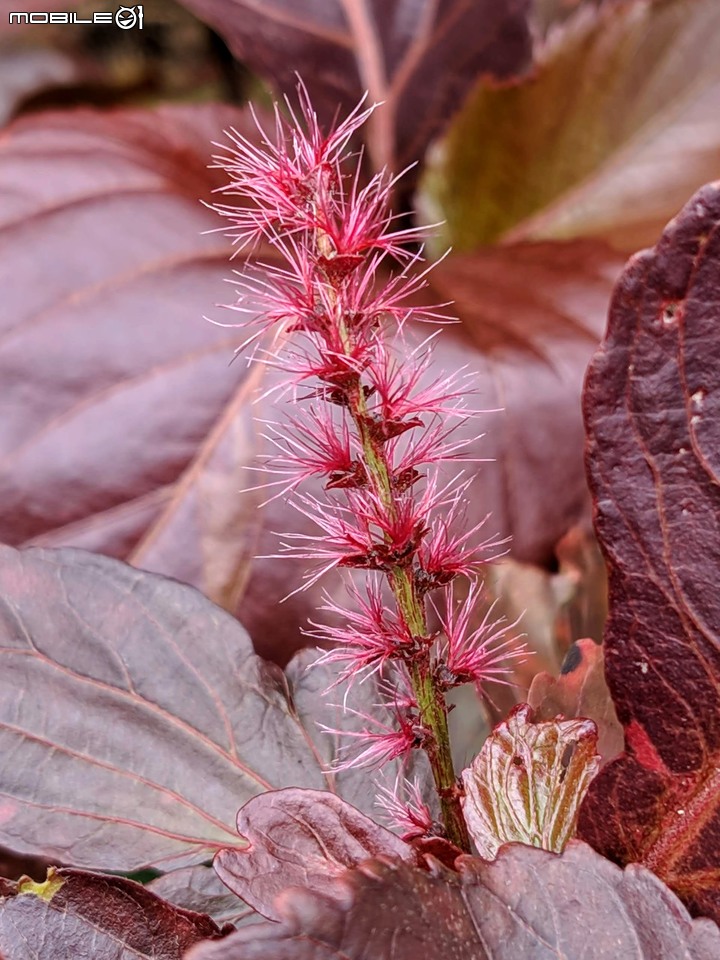 皮孫木(黏鳥樹) 嘉義市西區埤子頭植物園 12/21