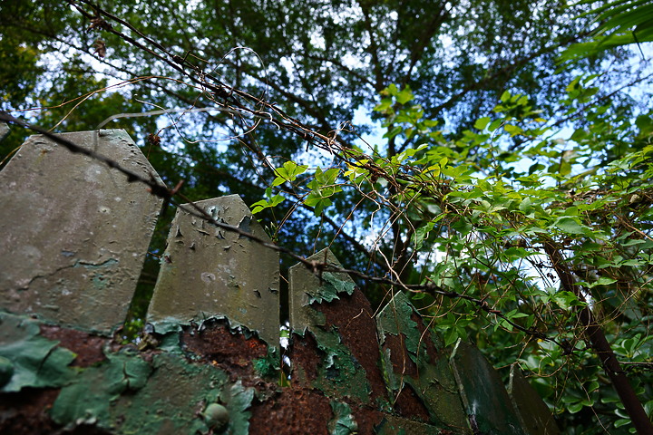 Tamron 24mm F/2.8 Di III OSD M1:2(Model F051)評測報告|廣角微距 輕巧便攜!