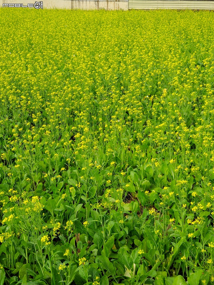 油菜花 台南市官田區南廍里台一線 12/20