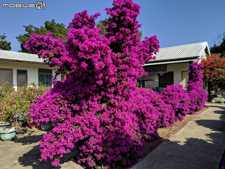 螃蟹蘭+榔榆 台南市佳里區佳福寺 12/14
