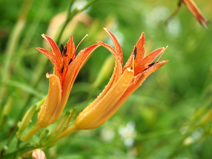 臺東 太麻里 金針花海 與 難得一見的太平洋大舞台spotlight