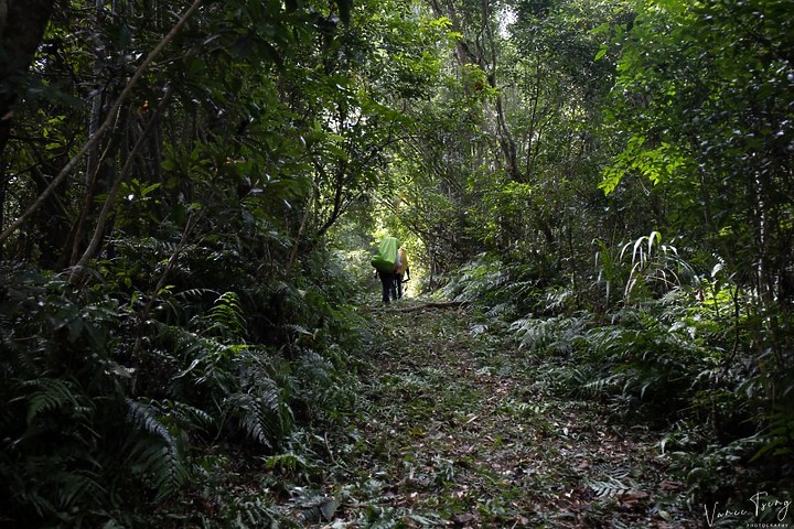 【樟之細路】(左線)出雲古道-十分崠茶亭,原始森林、山嵐美景相伴 (上)