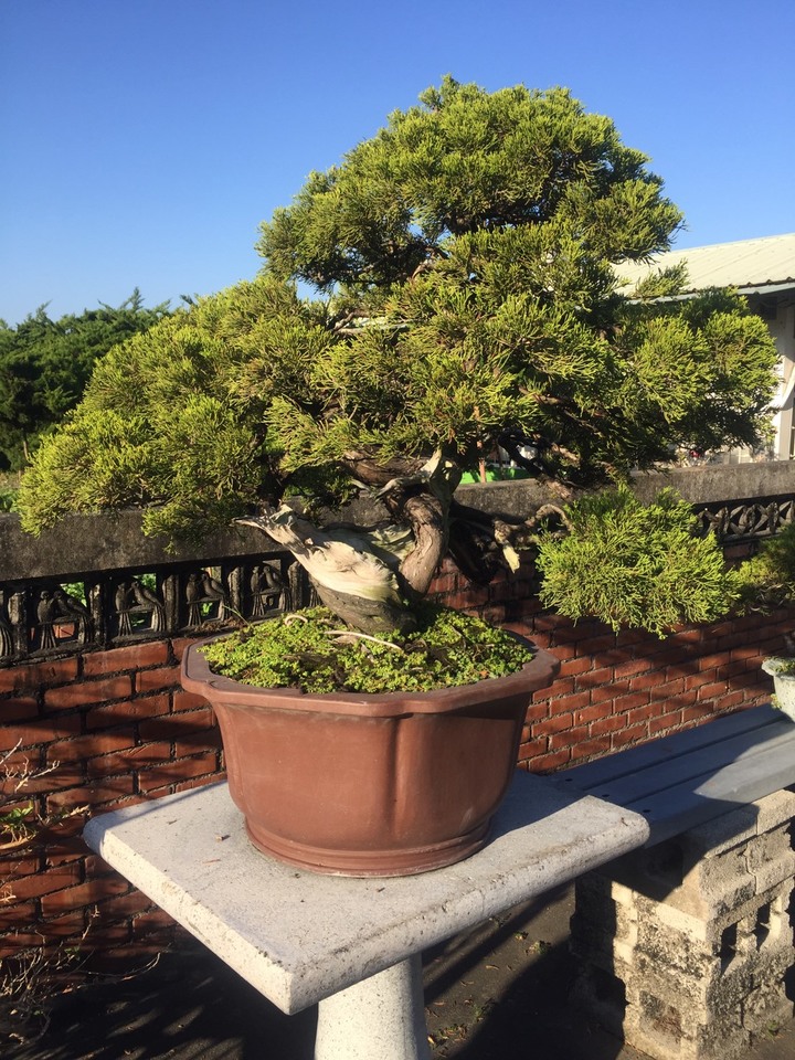 跟大家分享~阿爸的真柏園<<沐春木白>> (近紫南宮)