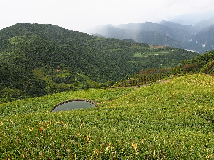 臺東 太麻里 金針花海 與 難得一見的太平洋大舞台spotlight