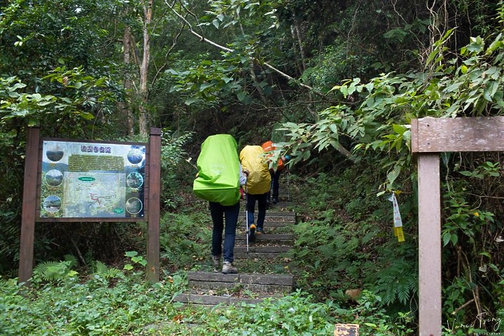 【樟之細路】(左線)出雲古道-十分崠茶亭,原始森林、山嵐美景相伴 (上)