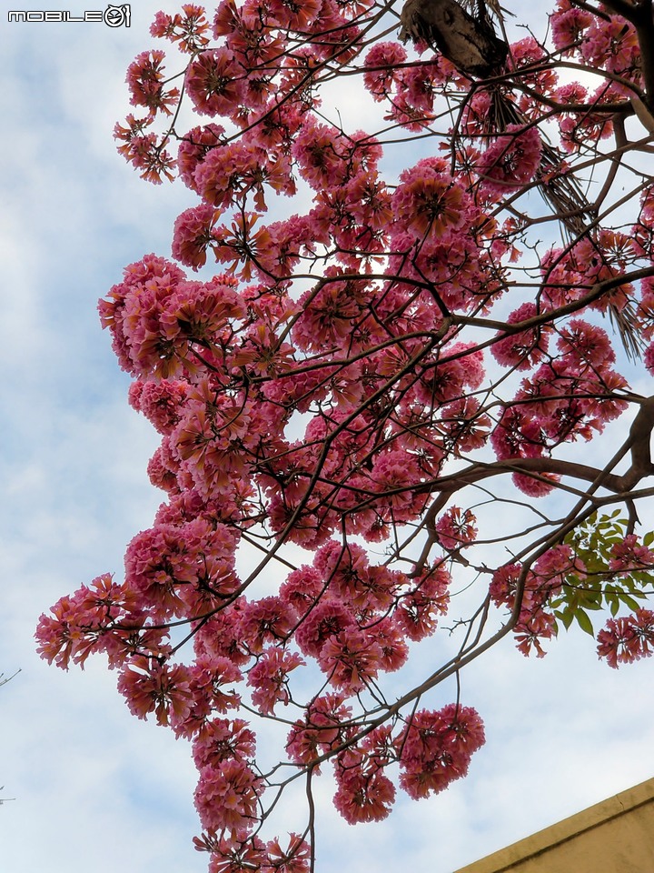 紅花風鈴木 台南市歸仁區歸仁美學館 12/25