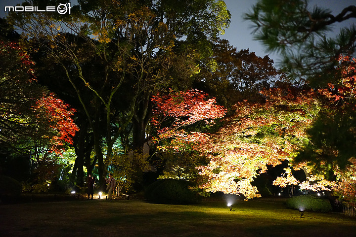 [a7R & FE35] 重拾熱情之一機一鏡輕旅行 - 東京 六義園夜楓 x 銀杏隨手拍