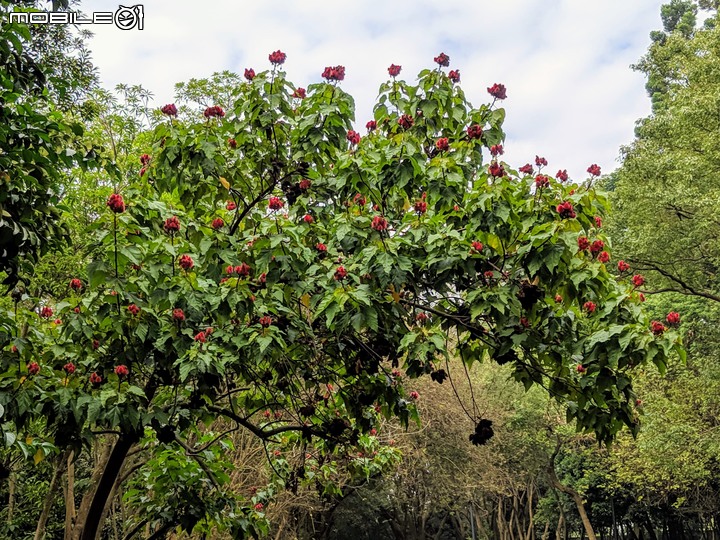 皮孫木(黏鳥樹) 嘉義市西區埤子頭植物園 12/21