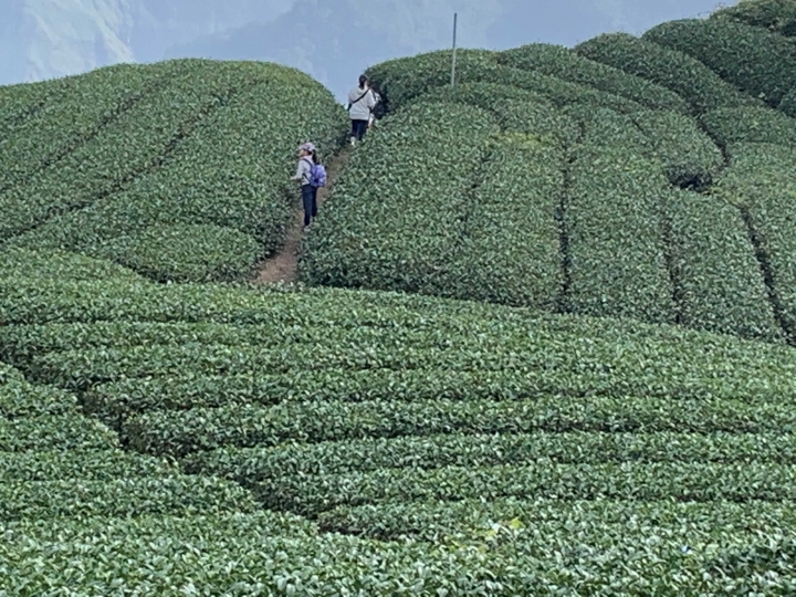 隙頂最有名旳二延平步道總共有幾階？