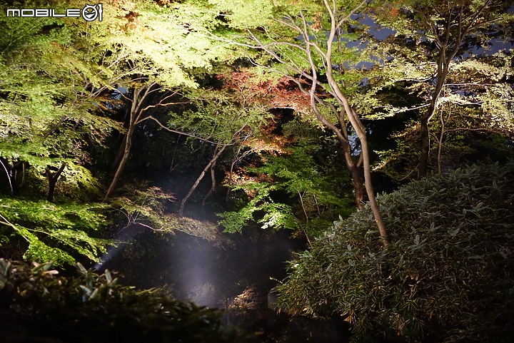 [a7R & FE35] 重拾熱情之一機一鏡輕旅行 - 東京 六義園夜楓 x 銀杏隨手拍