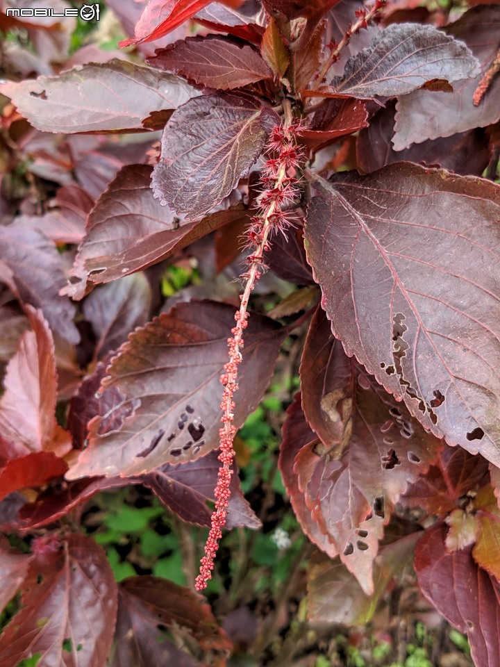 皮孫木(黏鳥樹) 嘉義市西區埤子頭植物園 12/21