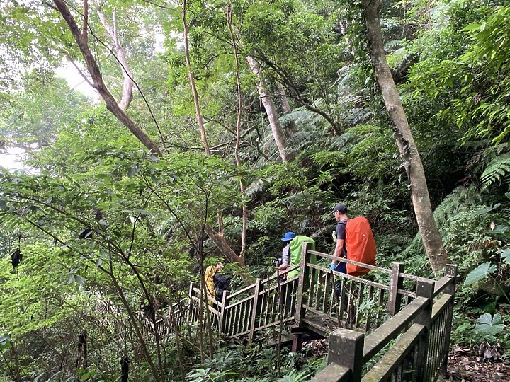 【樟之細路】(左線)出雲古道-十分崠茶亭,原始森林、山嵐美景相伴 (上)