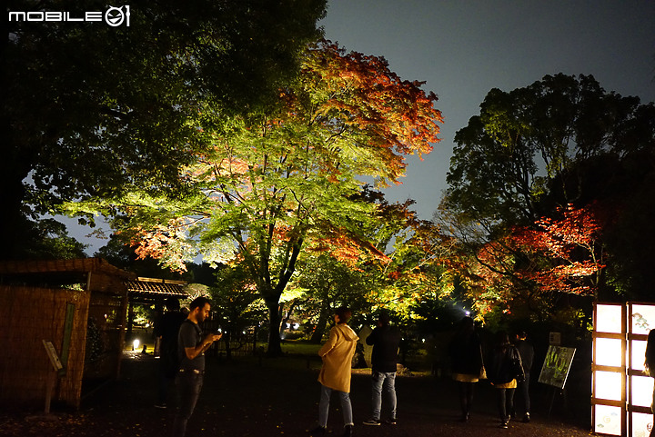 [a7R & FE35] 重拾熱情之一機一鏡輕旅行 - 東京 六義園夜楓 x 銀杏隨手拍