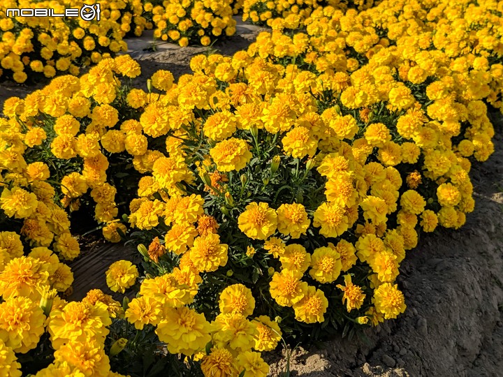 孔雀草+千日紅+金盞花 嘉義縣新港鄉安和村王得祿墓附近 11/30