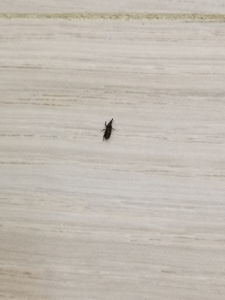 家中的木地板出現奇怪的蟲子