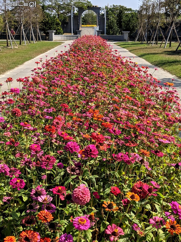 百日菊+落羽松 台南市仁德區奇美博物館 12/01