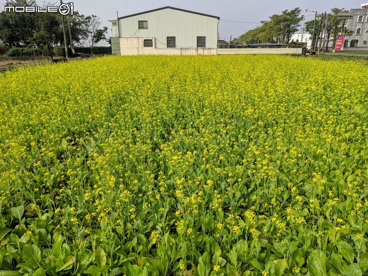 油菜花 台南市官田區南廍里台一線 12/20