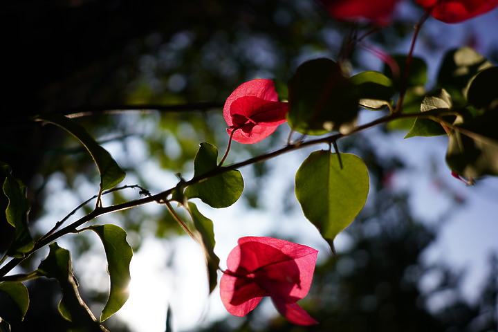 Tamron 24mm F/2.8 Di III OSD M1:2(Model F051)評測報告|廣角微距 輕巧便攜!