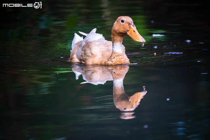 野生動物在我家 ∣ SONY RX 10 IV 體驗分享