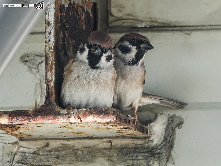 點我看大圖 十項全能-《SonyRX10M4野生動物攝影大賽》試用感想