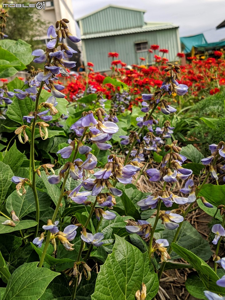 向日葵 嘉義市西區玉山路 12/07