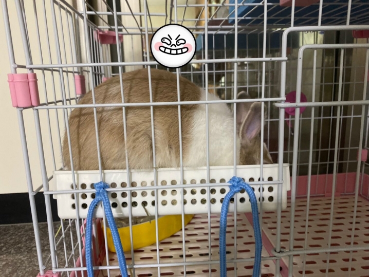 兔子都在草盒裡面大小便