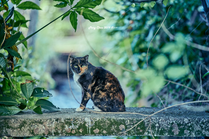 Canon RF 70-200mm f/2.8L IS USM 貓貓編