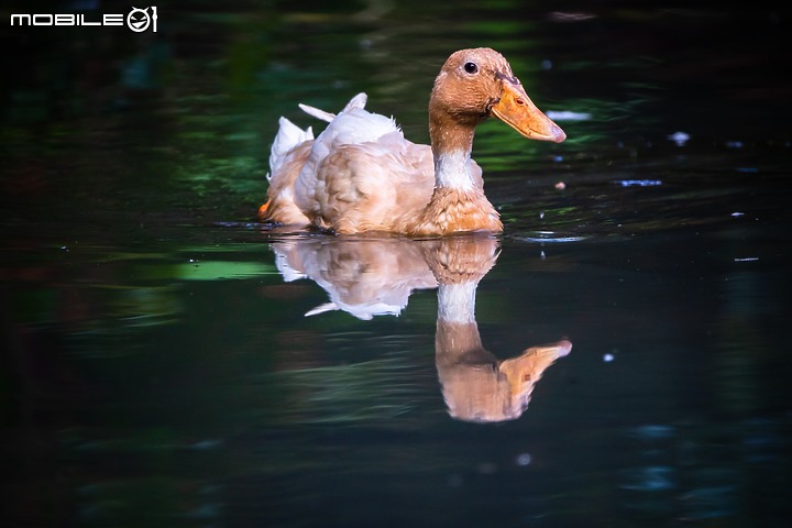 野生動物在我家 ∣ SONY RX 10 IV 體驗分享
