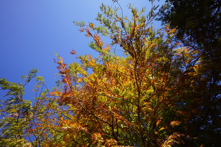 Tamron 24mm F/2.8 Di III OSD M1:2(Model F051)評測報告|廣角微距 輕巧便攜!