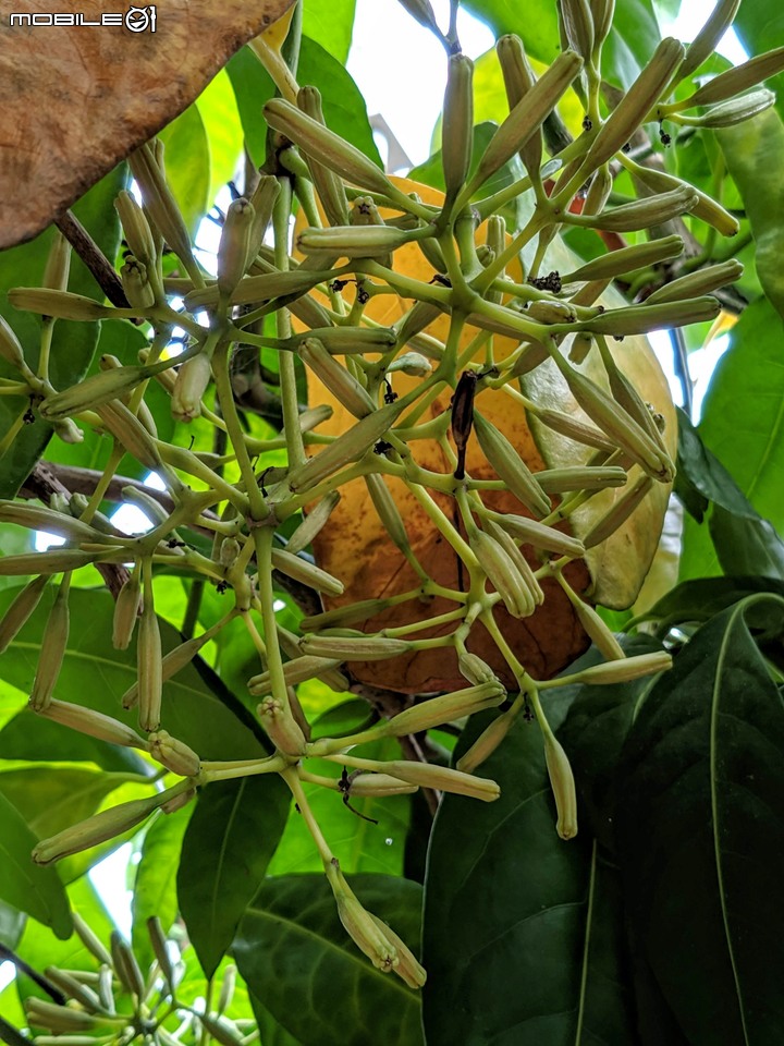 皮孫木(黏鳥樹) 嘉義市西區埤子頭植物園 12/21