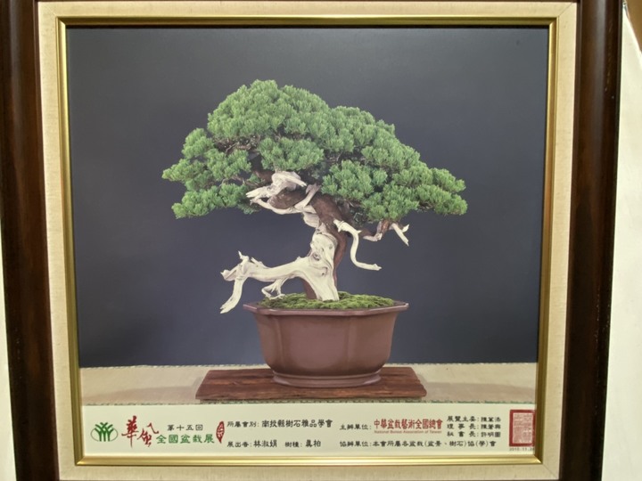 跟大家分享~阿爸的真柏園<<沐春木白>> (近紫南宮)