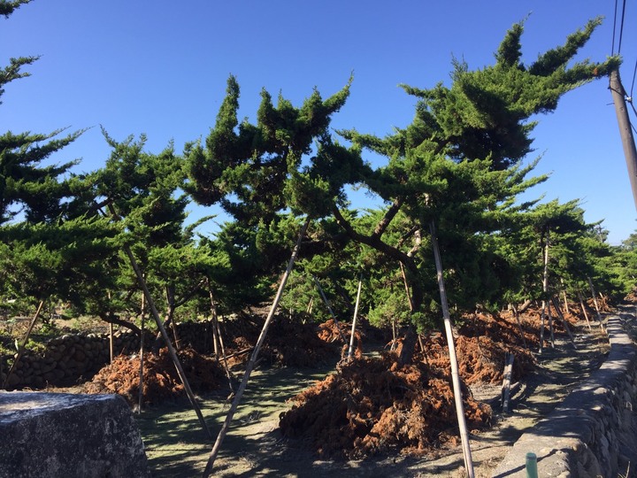 跟大家分享~阿爸的真柏園<<沐春木白>> (近紫南宮)